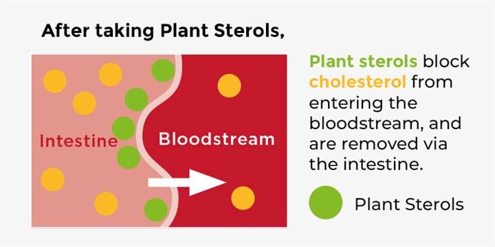 After taking Plant Sterols