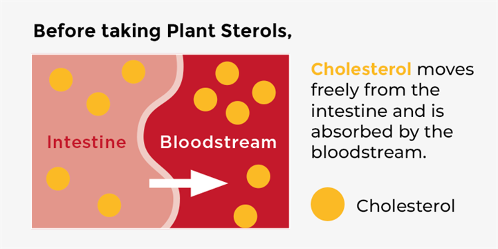 Before taking Plant Sterols