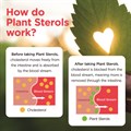 Plant Sterols 